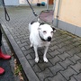 Dne 22.10.2025 fena přivezena do ÚZN z důvodu úmrtí majitele. Věk cca 13-14 let, váha 28kg. Milá, hodná psí babička.