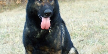 Představujeme Kelima, právě zadržel svého dalšího pachatele