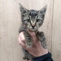 Dne 5.10.2026 nalezeny tři koťata/ kocourci v ul. Žižkova v Plzni.
