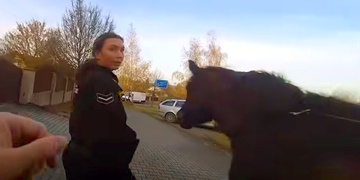 Kobylka vyrazila na výlet