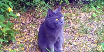 Neviděli jste Rory?