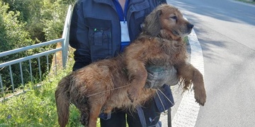 Policie chce přijet zastřelit psa aneb hysterie na netu