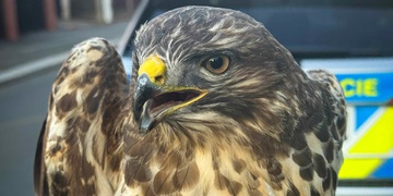 Neobvyklý zásah policejní hlídky