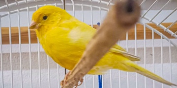 Neobvyklý cestující nalezený v Plzni na nádraží