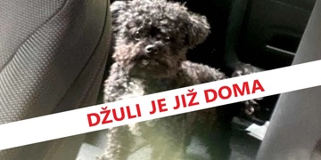 Džuli je již doma, majitelé děkují za pomoc