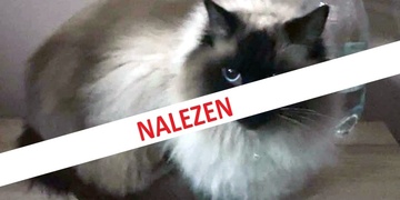 Aktualizováno, Noe je nalezen