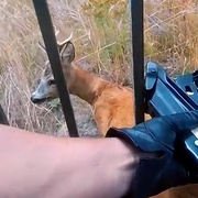 Záchrana srnečka zaseklého v mřížích