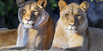 Veterinární správa soukromému chovateli odebrala dvě lvice a jednu pumu