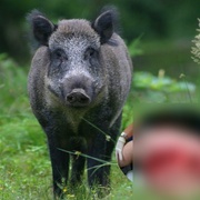 Divoké prase potrhalo v lese muže