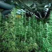 Tachovští kriminalisté úspěšně potírají drogovou kriminalitu