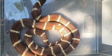 Pes při venčení nalezl korálovku