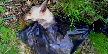 Poznáte zastřeleného psa z Plané? Pomozte pátrat po pachateli! DOPLNĚNY 