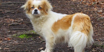 Zmizela nám Texi, prosím pomozte