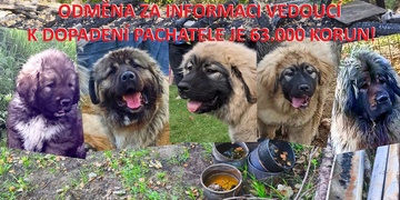 Kdo zaživa upálil pět nádherných psů? Rok po požáru zůstává tato otázka bez odpovědi, i když je vypsaná odměna přes šedesát tisíc!