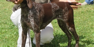 Fenka německého krátkosrstého ohaře Mona se ztratila kvůli ohňostroji