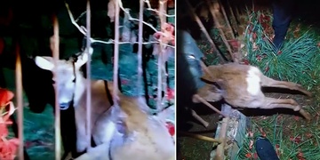 Srnec se zaklínil do plotu