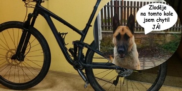 Bond z útulku dostal svého prvního zloděje - GRATULUJEME!