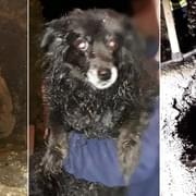 Boj o život psa uvězněného pod zemí