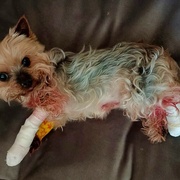 Řidič srazil pejska a ačkoli vše viděl, z místa ujel