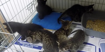 Krabice na zastávce ukrývala malá koťata