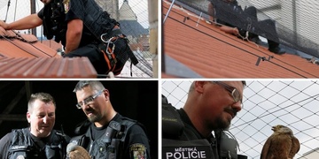 Záchranáři děkují:  "Zamotaná poštolka a strážník na laně"