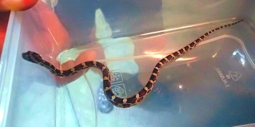 Muž v bytě objevil hada