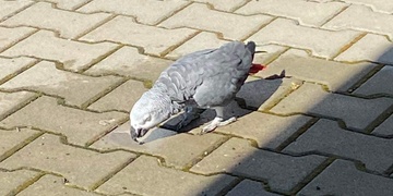 "Koky je doma, moc vám všem děkuji!" vzkazuje šťastná majitelka