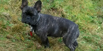 Neviděli jste buldočka Růženku?