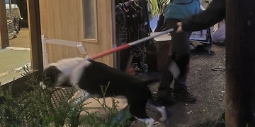 Agresivní pes napadal majitele i jeho malou dceru