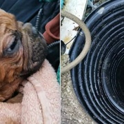 O život buldočka bojovali více než půl hodiny