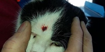 Starý muž prostřelil kočce hlavu."Nebyla první!" tvrdí místní