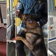Policisté se psy vycvičenými k vyhledávání drog a výbušnin vyrazili trénovat do tramvají