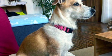 Nemocná psí babička se našla díky Vám!