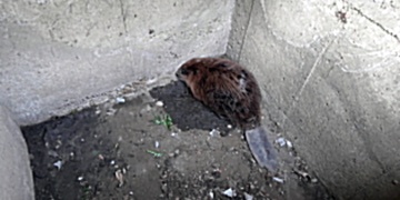 Z betonové výpusti se stala past