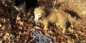 Pes štěkáním upozornil na parťáka v nesnázích