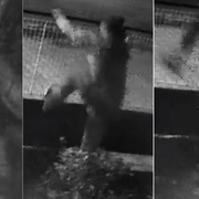 Pachatel vloupání si rozbil ústa a utekl