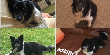 Bobinka se ztratila na Vinicích, pomozte prosím