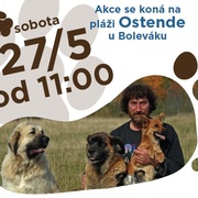 Milujete psy? Nenechte si ujít: Akce Pes - přítel člověka
