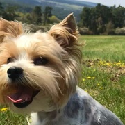 Pomozte prosím najít Baileyho