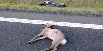 Střet motorkáře s lesní zvěří