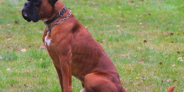 Boxer Hugo se ztratil u Rakovníka