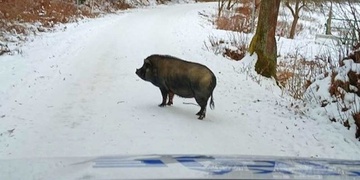 Čuník se vydal na procházku městem