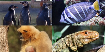 Děti mohou ode dneška vyrazit do plzeňské zoo za pouhou korunu