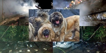 Neznámý pachatel upálil pět chovných fen kavkazského pasteveckého psa