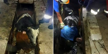 Záchrana vyděšeného býčka i koně