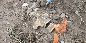 Ostatky muže byly ukryté v lese v Plzni na Valše