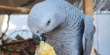 Hledá se papoušek Žako slyšící na jméno Terezka