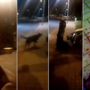 Celé video střelby na psa - Pozor, není určeno pro slabé povahy!