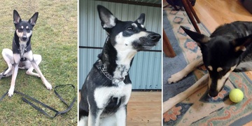 Nehledáte svoji fenku? Prý se jí po vás už stýská!