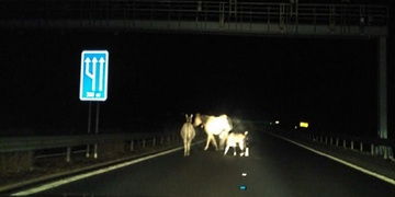 "Já jsem fakt nic nepil, ale po dálnici jde koza, kůň a osel!"